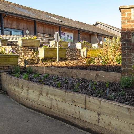 Long wooden flower beds filled with soil and small green herbs. 