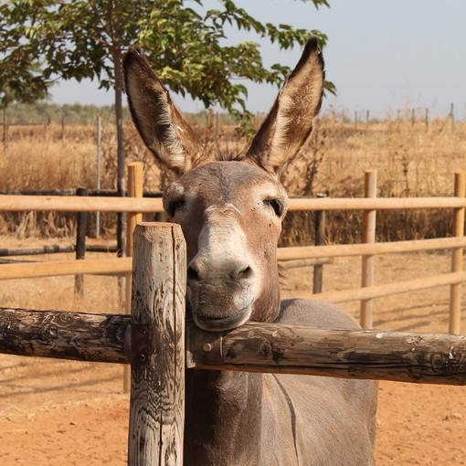 An image of a grey donkey resting it's head on a wooden fence looking toward camera as it stands in a sand paddock.