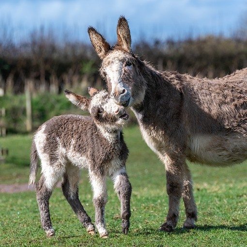 An image of a grey donkey with a white face with her head against the face of her grey and white foal.