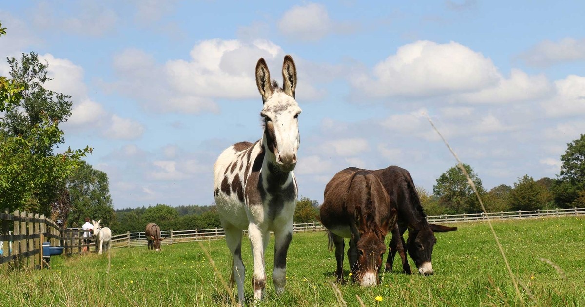 Donkey Donkey