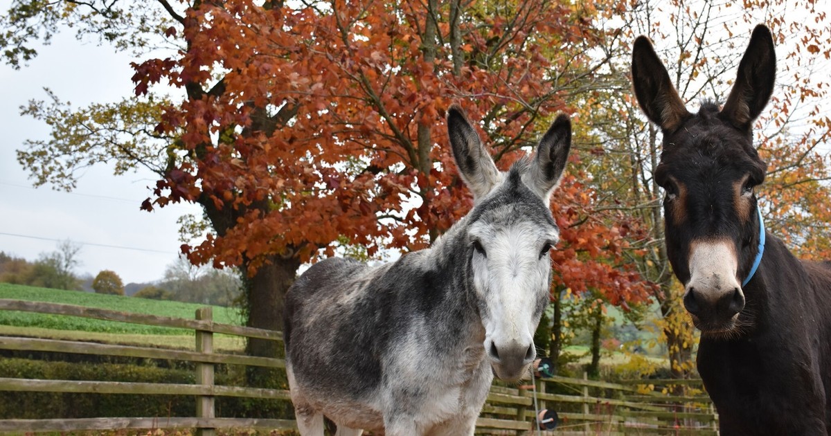 Bonfire Night Helping donkeys brave the bangs The Donkey Sanctuary