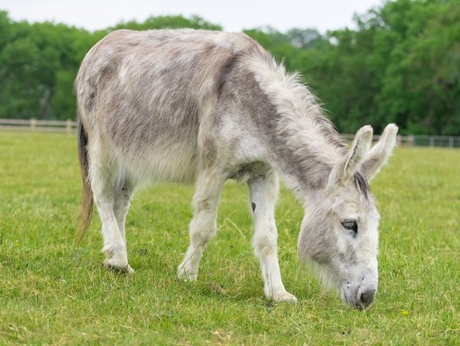 Adoption donkey Ashley