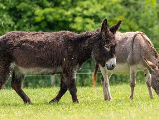 Adoption donkey Zena at The Donkey Sanctuary Sidmouth.