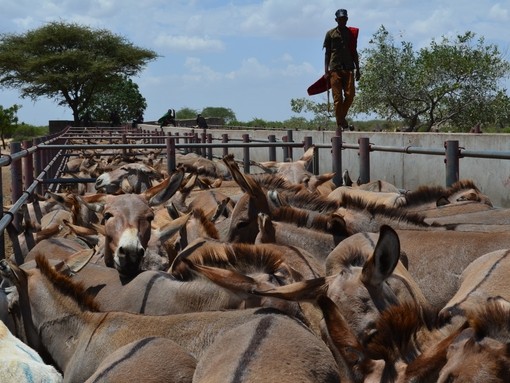 Why donkeys matter.