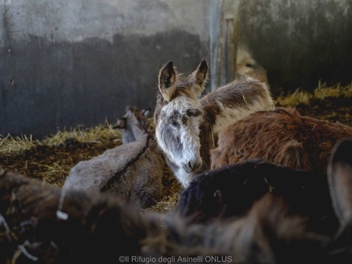 Donkeys rescued from Italy farm.