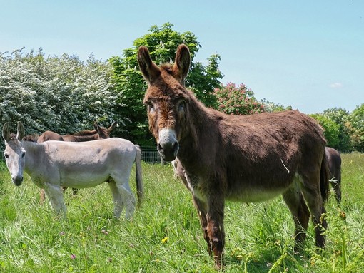 Two donkeys stood together in a field on a sunny day