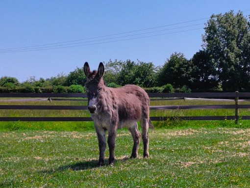 Dougie standing in paddock following his operation.
