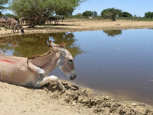 Gabriel stuck by lake in Brazil holding pen.