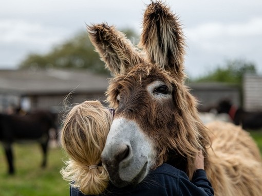 Staff member embracing a Poitou donkey at The Donkey Sanctuary Sidmouth