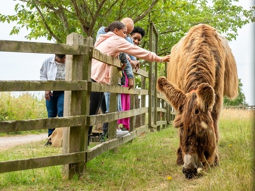 A family visiting adoption donkey Percy