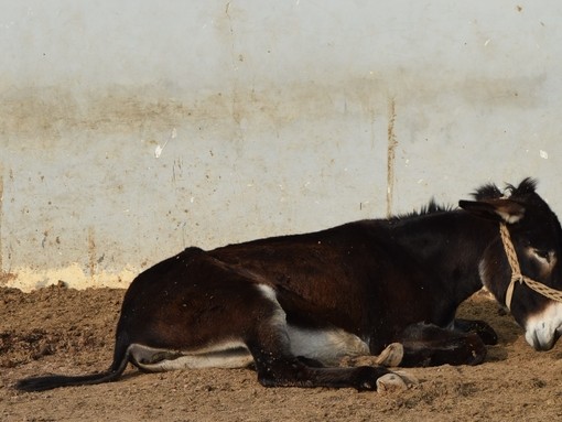 Donkey in China waiting to be slaughtered.