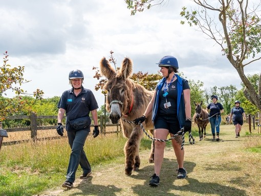 Dartanyan and Jump being led back to their home in Shelter 6 at The Donkey Sanctuary Sidmouth.