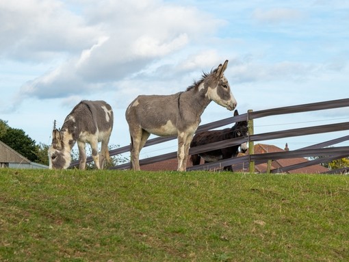 Dolly and Daphne standing on top of a hill.