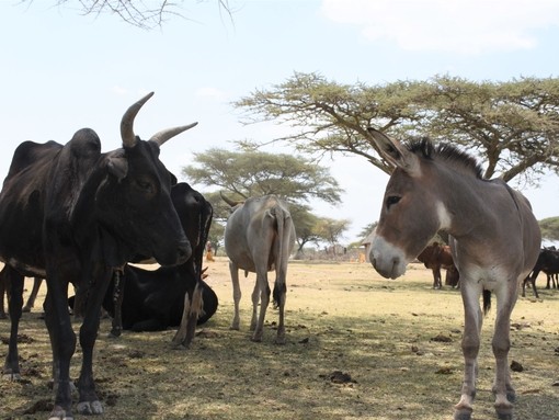 Donkey with cattle herd, Ethiopia.