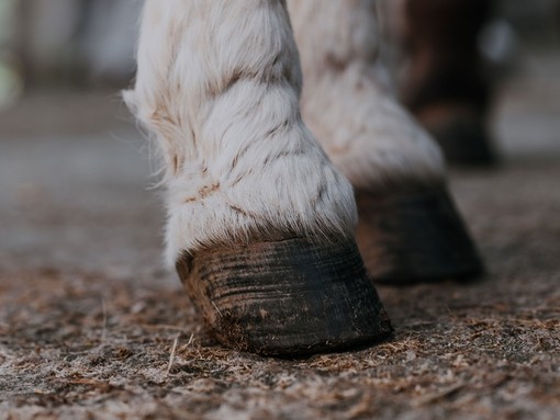 Donkey's hooves.