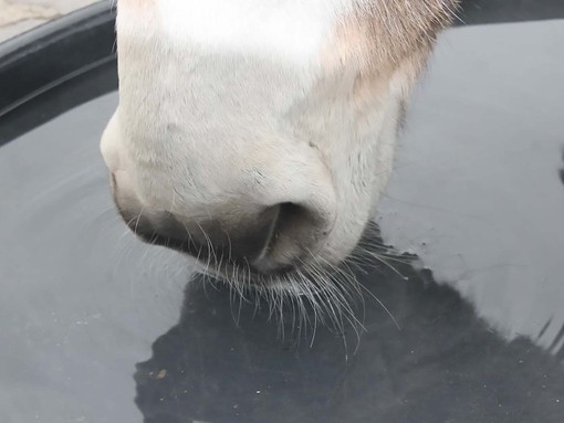 donkey muzzle drinking.