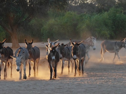 Donkey roundup before sundown, Brandberg, Namibia. © Knotig. All rights reserved