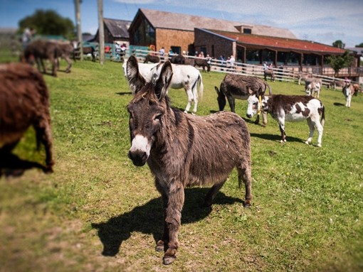 Donkeys at Slade House Farm, Sidmouth