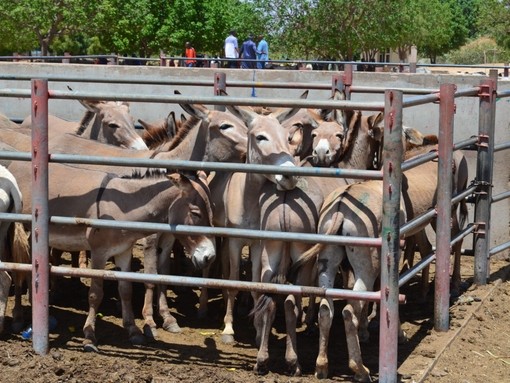 Donkeys at Tanzania market.