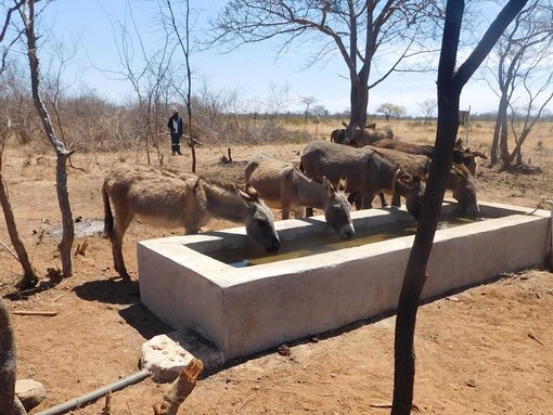 Donkeys drinking from The Donkey Sanctuary funded water point in Zimbabwe (credit: WLZ).