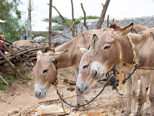 Three donkeys in Kenya feeding on bran
