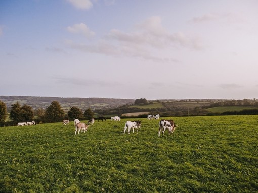Donkeys grazing in Sidmouth.