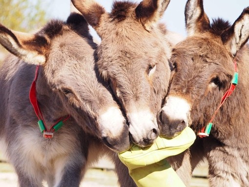 Donkeys with welly boot.