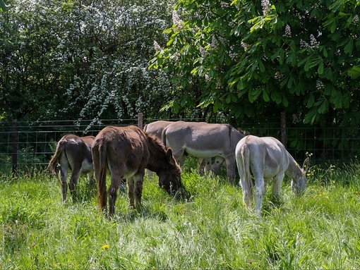 Donkeys grazing in Bee Field.