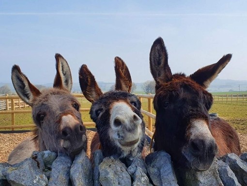 Dora, Bella and Bonny at Derbyshire sanctuary