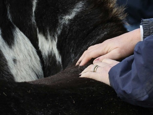 Equine Welfare Officer touching donkey.
