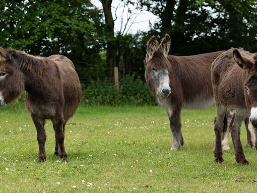 Adoption donkey Felicity with Marko and other donkey friends