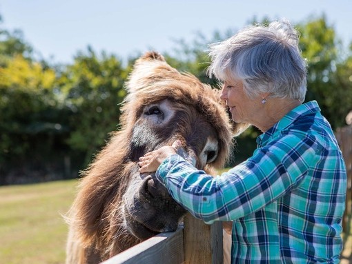 Women giving scratches to Poitou donkey