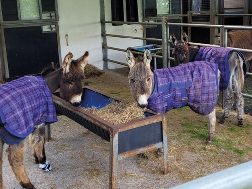 Gabriel the foal eating with friends.