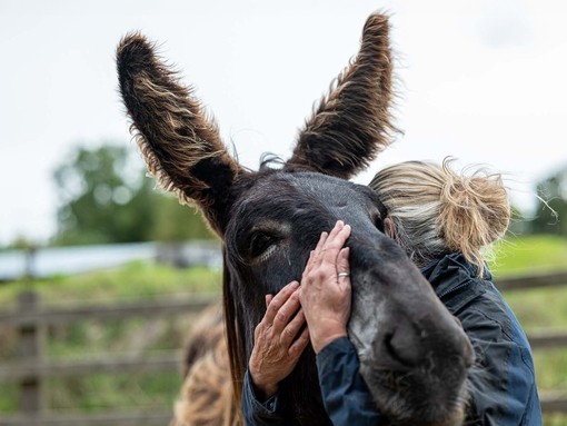 A donkey and staff member enjoying a warm embrace at The Donkey Sanctuary Sidmouth
