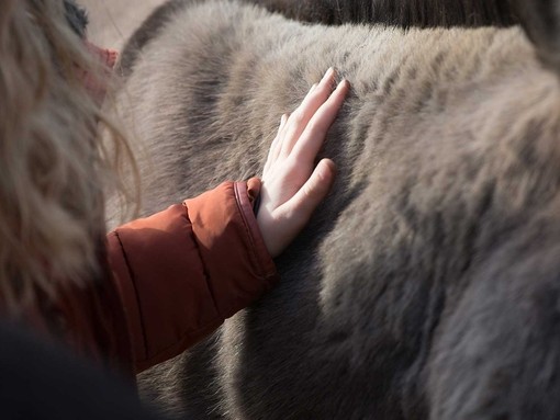 Hand on donkey fur