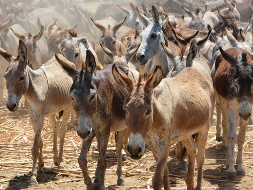 Herd of donkeys in Bahia, Brazil.