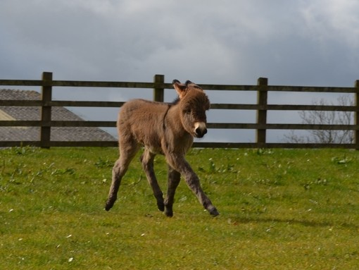 Jamie the foal.