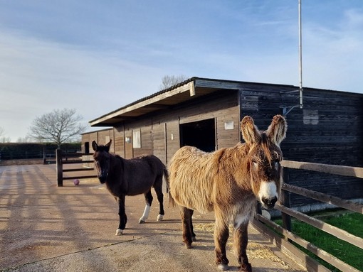 Jump and Dartanyan at their temporary accomodation.