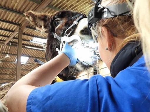 Katie Read carrying out dental work.