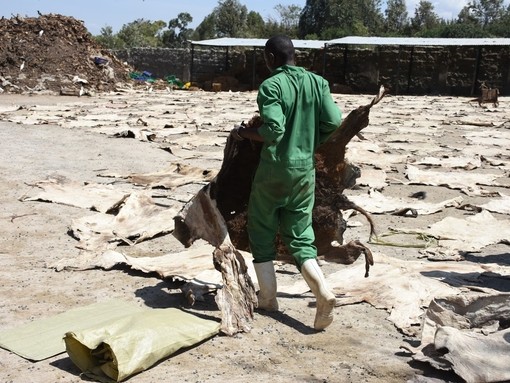 Worker in Kenya slaughterhouse carrying dried donkey skin.