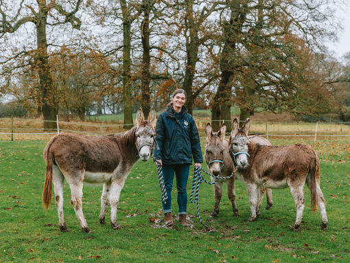 Three rescue donkeys stood in field with Donkey Welfare Adviser Hannie.