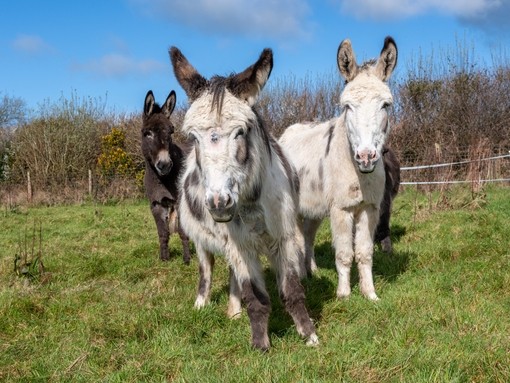 Three rescue donkeys.