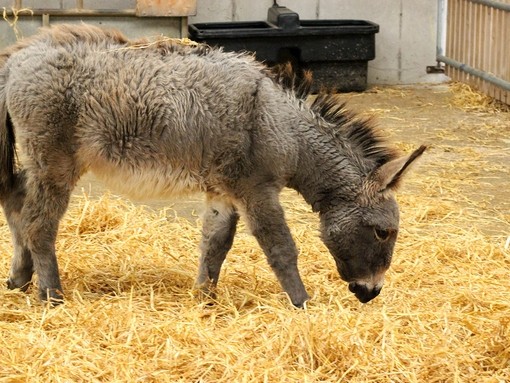 Orphaned foal Milana thriving in sanctuary care.