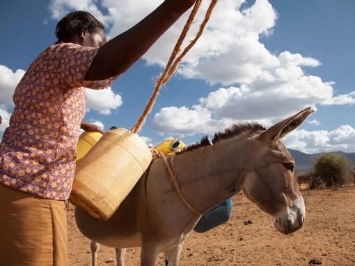 Donkey owner loading her donkey with water containers.