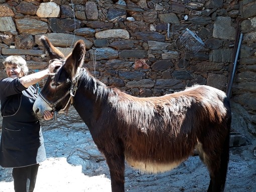 Owner with her working donkey in Portugal.