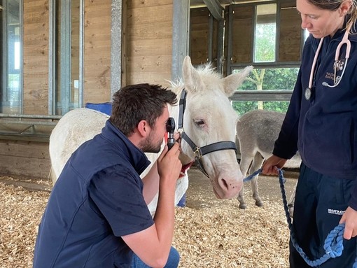 Rolo's eye being inspected by Jamie Forrest and Polly Vogel.