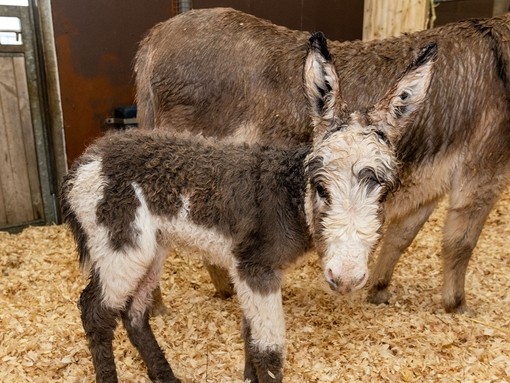 Rosie and her new foal.