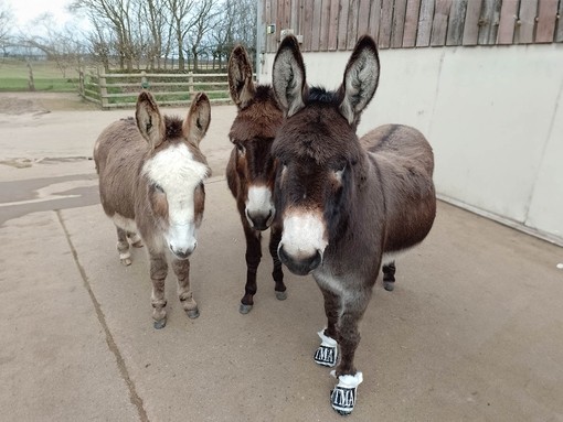 Rosie finds sanctuary among Devon herd.