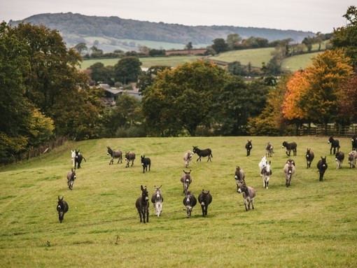 A big group of donkeys in a field at a sanctuary (Matt Austin)