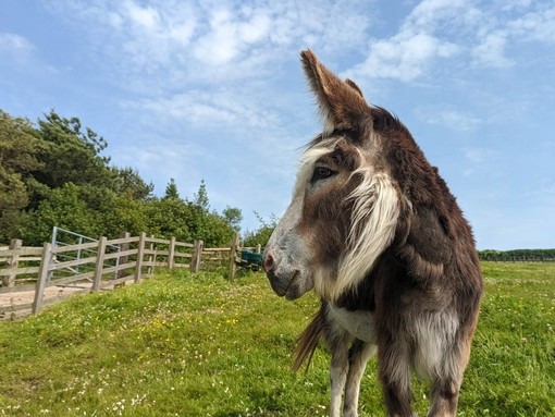 Seren's chewing comfortably following removal of 12 teeth.